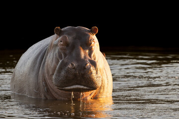 Large Angry Hippo in Water With Water Dripping
