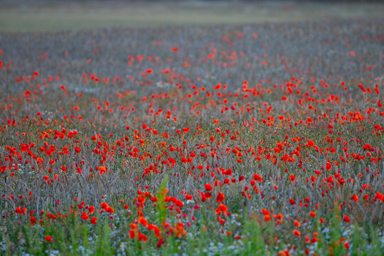 poppy field © scott