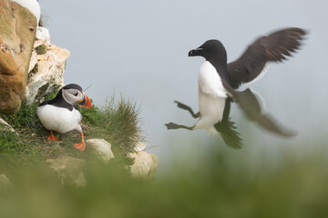 puffin being attacked 