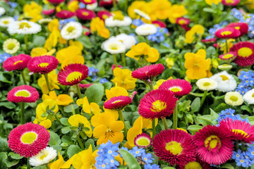 Buntes Arrangement mit Frühlingsblumen - Vergissmeinnicht (Myosotis), Gänseblümchen (Bellis perennis) und Stiefmütterchen (Viola)