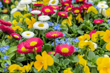 Buntes Arrangement mit Frühlingsblumen - Vergissmeinnicht (Myosotis), Gänseblümchen (Bellis perennis) und Stiefmütterchen (Viola) © reimax16