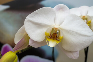 Nahaufnahme einer weißen Orchidee (Phalaenopsis)