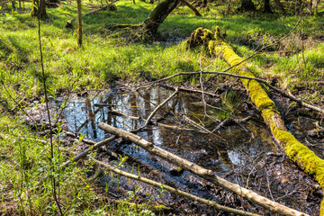 Idyllische Naturlandschaft mit Wasserstelle und bemoostem Totholz im Frühling