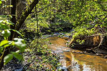 Idyllische Naturlandschaft mit Bachlauf und grünen Büschen im Frühling