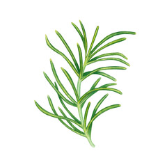 Fototapeta premium Watercolor rosemary sprig with green leaves isolated on transparent background. Herb spice for cooking. Botanical illustration hand painted. For packaging, menus, cards, printing, invitations