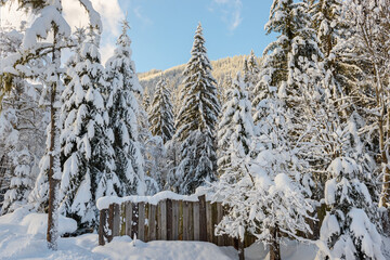 Footpath in white snow in a forest of green pines and firs