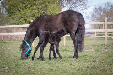 pony and foal