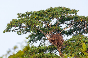 Udawalawe National Park, Sabaragamuwa and Uva Provinces, Sri Lanka