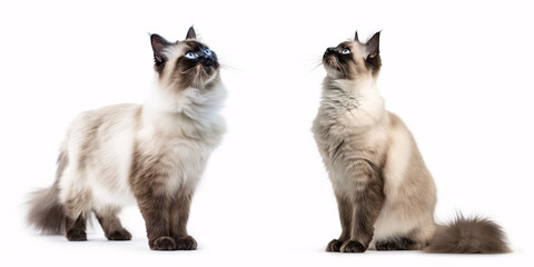 Birman Cat