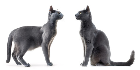 Obraz premium Russian Blue Cat