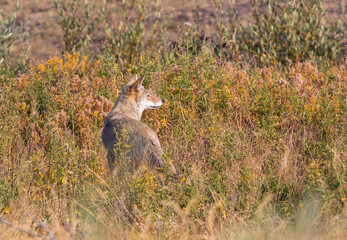Coyote in Golden MEadow