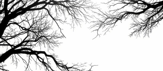 The white background showcases black silhouettes of tree branches.