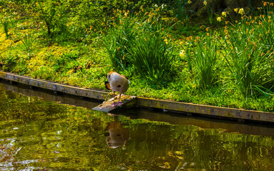 Duck cleans washes itself at the lake in Lisse Netherlands.