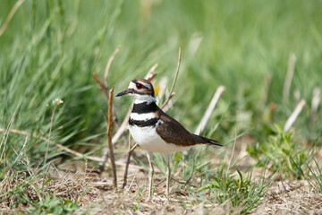 Killdeer bird is standing in the agricultural field in green grass.