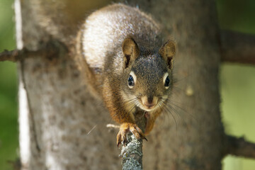 American red squirrel sitting on a spruce tree in summer.