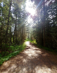 path in the woods