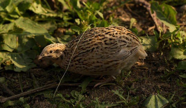 Common quail (Coturnix coturnix), or European quail, is a small ground-nesting game bird in the pheasant family Phasianidae.