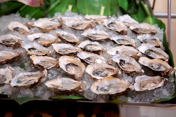 Fresh oysters on ice at the fish market