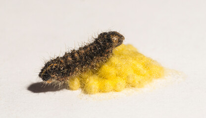 Apanteles glomeratus, Pieris brassicae. Parasitization of insects among themselves. Koinobiont parasitoid wasps.