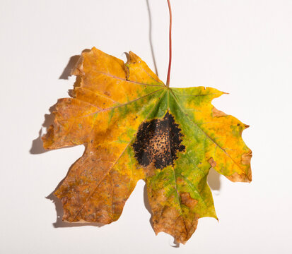 Rhytisma acerinum is a plant pathogen that infects maples in autumn, causing tar spotting, and is a biotrophic parasite.