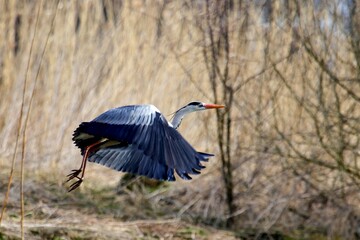 Grey heron in takeoff