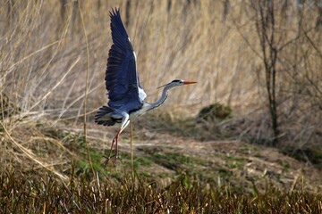 Grey heron in takeoff