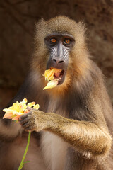 A mandrill (Mandrillus sphinx) portrait