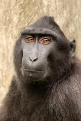 Closeup photo of a crested macaque (Macaca nigra)