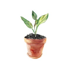 Sprout in a pot. Green plant. Watercolor illustration isolated on white background. Banners, gardening themes, seed packages, posters, flyers, covers.