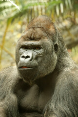 gorilla portrait in nature