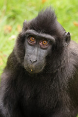 Closeup photo of a crested macaque (Macaca nigra)