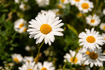 Blüte der Marguerite, selektiver Fokus