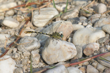 Closeup on a Small Pincertail dragonfly, Onychogomphus forcipatus sunbathing on white stones in the summer sun