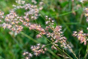 Rose Natal grass or Natal grass (Melinis repens)