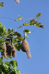 weaver bird's nests