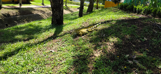 Iguana paseando por el parque natural, animal salvaje, Colombia 