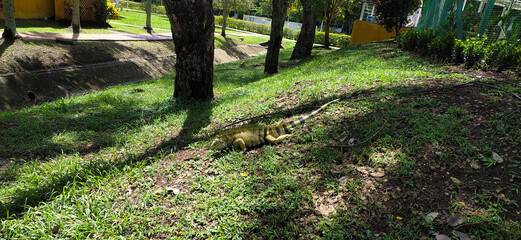 Iguana paseando por el parque natural, animal salvaje, Colombia 