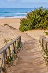 Wooden path to the sea through sand dunes overgrown with bushes