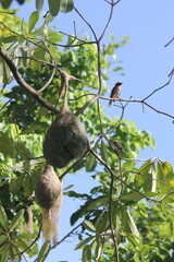 weaver birds with their nests on tree