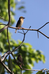 weaver birds on a branch