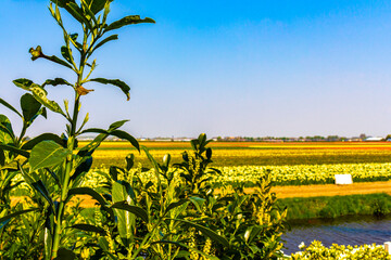 Large colorful fields of tulip flowers in Lisse Netherlands.