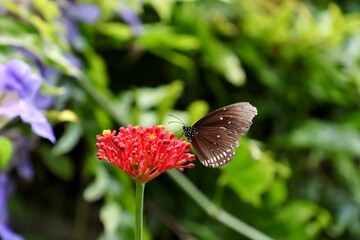 Euploea core Schmetterling auf einer Blüte