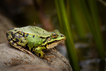 Edible frog - the siesta