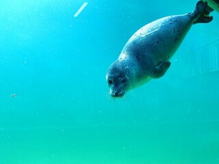 Fototapeta premium Seehund (Phoca Vitulina) taucht im Wasser, Robbe schwimmt in Wasser mit Textfreiraum, copyspace