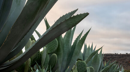 American agave maguey and nopales in Mexico with space for text