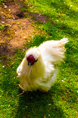 White chicken chicks at the zoo in Lisse Netherlands.