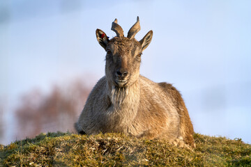 Himalayan Tahr Resting