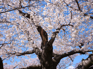 松前城の桜