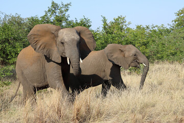 Obraz premium Afrikanischer Elefant / African elephant / Loxodonta africana