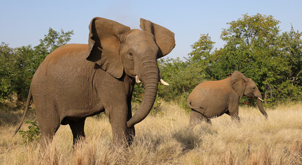 Obraz premium Afrikanischer Elefant / African elephant / Loxodonta africana..